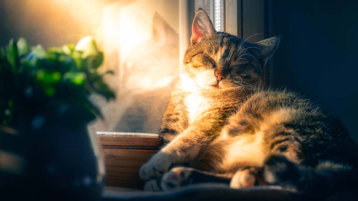 6 HitzeTipps für Katzen Calou Leben mit Hund und Katze