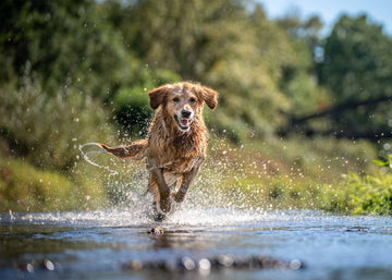 6 Hitze-Tipps für Hunde - Calou - Leben mit Hund und Katze