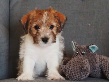 Ein Welpe zieht ein - Calou - Leben mit Hund und Katze