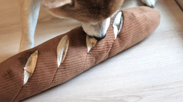 Welches Schnüffelspielzeug passt zu meinem Hund?