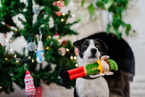 Weihnachtliches für Hunde