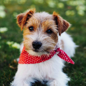 Partnerlook Set "Beerenliebe"